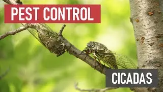 How to Control Cicadas! [DIY Pest Control]