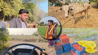 Monday working 😃 Full-vlog @Piyushsawant-vlogs #farmingvlog #villagelife #op #ps 