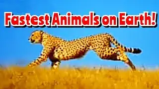 TOP 10 FASTEST ANIMALS IN THE WORLD @MW07_Channel