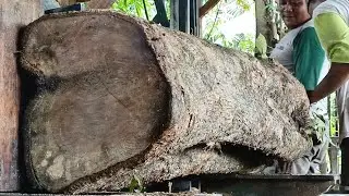CRAZY ACTION OF A WOOD SAW MILL SPLITTING A LIVE LOCK WITH A SAW BLADE || sawmill 