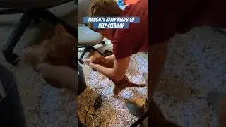 Atticus made a giant mess orange cat style!  #orangecat #catcleaning