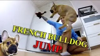 French Bulldog - Jumping Charlie (GoPro Slow Motion)