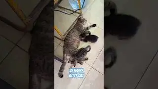 BE HAPPY KITTY CAT #fyp #foryou #shorts #shortvideo #youtubeshorts #cat #catshorts #catvideos