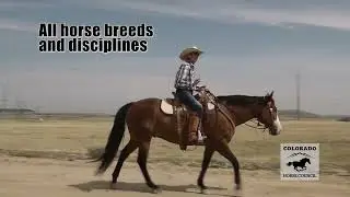 Colorado Horse Council Membership