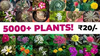 Kollam Agri Fest 2020 | 5000+ Plants | Kumar Nursery
