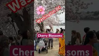 Washington DC Cherry Blossoms: A Spring Wonderland! 🌸