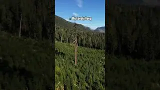 Have you seen Canada&rsquo;s 2nd largest Douglas-fir? Big Lonely Doug, Vancouver Island, British Columbia