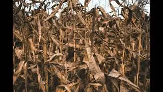 Free Horror Suspense Eerie Earthy Cult Music Cue No Copyright - 