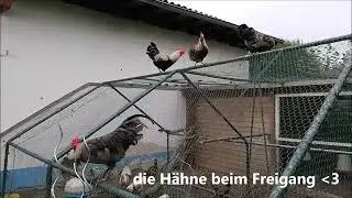 Ein Zuviel an Hähnen...