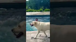 A DOG playing in the pool.