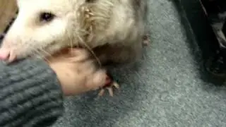 Big Boy opossum goes to school part II