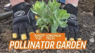 Take a look inside Virginia Tech's pollinator garden