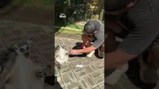 Man joins lemurs for sunbathing session