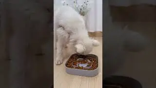 Our New Spill Proof Dog Bowl & slow feeder~