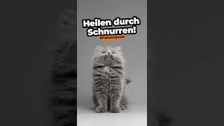 Warum Schnurren Medizin ist 🐱💊 #shorts