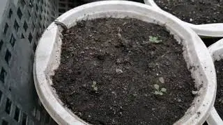 Ампельная петуния Тайдал Вэйв всходы🌱! Обзор. Где купить семена и как посеять?
