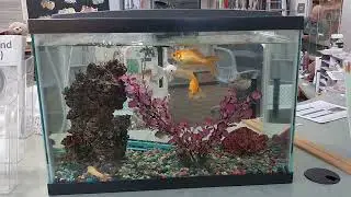 Small Fish Tank At Community Library Of Allegheny Valley In High Resolution Wallpapers 1-30-2026