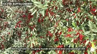 Orange and Red Silver Buffaloberry Variations
