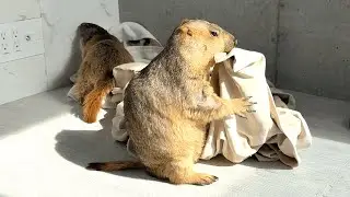 Суслики очень похожи на младенцев.
