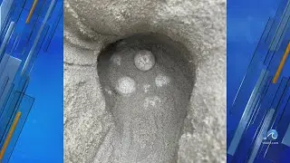 Sea turtle nest found at Cape Hatteras, latest ever for NC