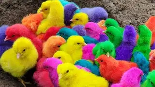 World Cute Chickens, Colorful Chickens, Rainbows Chickens, Cute Ducks@AyamLabubu