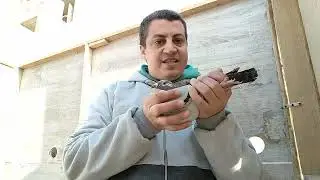 طيرة مزاد يوم الاثنين 22-2-2025