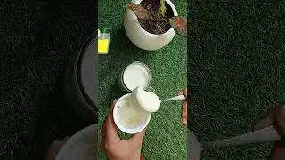 Easy lassi Recipe At Home#shorts #lassi #youtubeshorts #homemade #easyrecipe