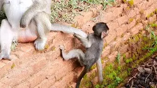 Poor Baby Monkey Poppy Look Like Still Weak
