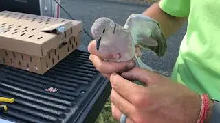 Releasing Banded Birds For the Banded Bird Challenge!! (Eurasian doves)