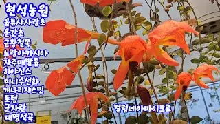 #현석농원#옵튜샤사랑초#신종비덴스#운간초#금황철쭉#노랑아카시아#자주매발톱#크로커스#미니수선화#왕수선화#유럽제라#개나리쟈스민#토텀#군자란#컬럼네아#스카프#대명석곡#트리쵸스 
