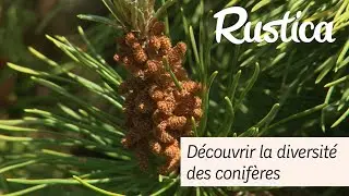 D&eacute;couvrir la diversit&eacute; des conif&egrave;res nains