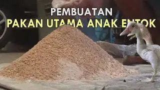 Cara Pembuatan Pakan Utama Entok Dan Pemeliharaan Anak Entok Umur 1 - 2 Bulan