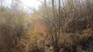buck down cowhorn