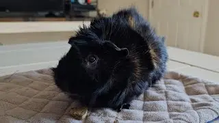 the poop machine 
