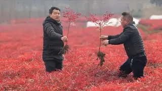 GLOBALink | How Chinese national lawmaker becomes bellwether of rural vitalization