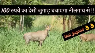 नीलगाय भगाने का देसी जुगाड़  || Protection of crops from wild Animals || Hello Kisaan [Eng Subs]