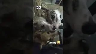 whipped cream & whippets