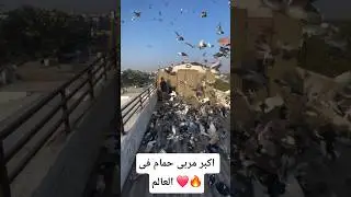 شوف الحمام كتير قد اييييه🥵🥵❤️#حمام،#طيور ،#pigeon #نش حمام #birds