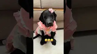 He Makeover His Cutest Dog #shortsvideo