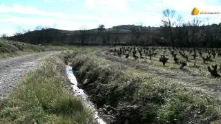 L’agroforesterie appliquée à la viticulture, ça marche !