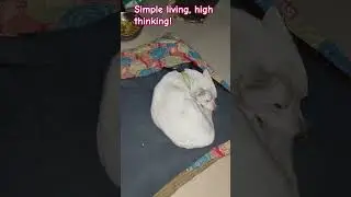 simple living high thinking