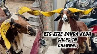 HEAVY SIZE SANDA KEDA FOR SALES IN CHENNAI