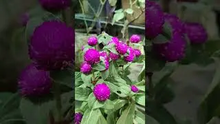 like and subscribe my channel upjau plants  