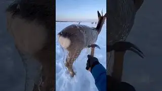 frozen deer rescue wildlife animal survival cold weather ❄️🥶#shortsfeed #viral