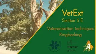 VetExt / Section 3 E / Veteranisation techniques / Ringbarking