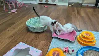 Nightcaps: Fizz won't be sharing his toy, thank you very much