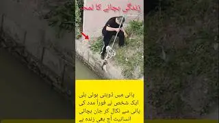Man Rescues a Drowning Cat from Water &mdash; Humanity Wins#Humanity#Kindness#AnimalRescue#CatRescue#Viral
