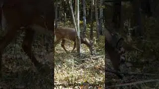 Wildlife videography | Deer In Forest | Cinematic | Sony a7IV #short #photography