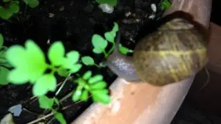 Snail At Night