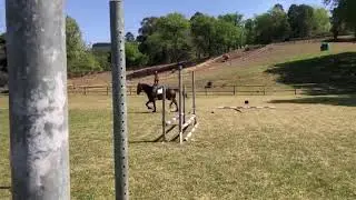 SA BOERPERD BREED